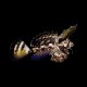 Gurnard Dragonet