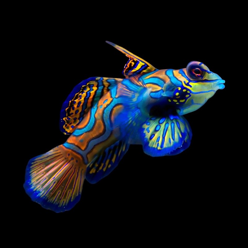 Mandarin Fish