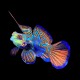 Mandarin Fish