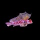 Pink Scooter Dragonet