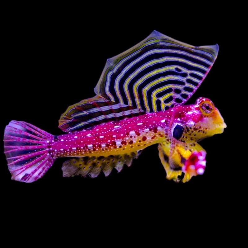 Royal Scooter Dragonet