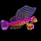 Royal Scooter Dragonet