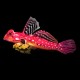 Royal Scooter Dragonet