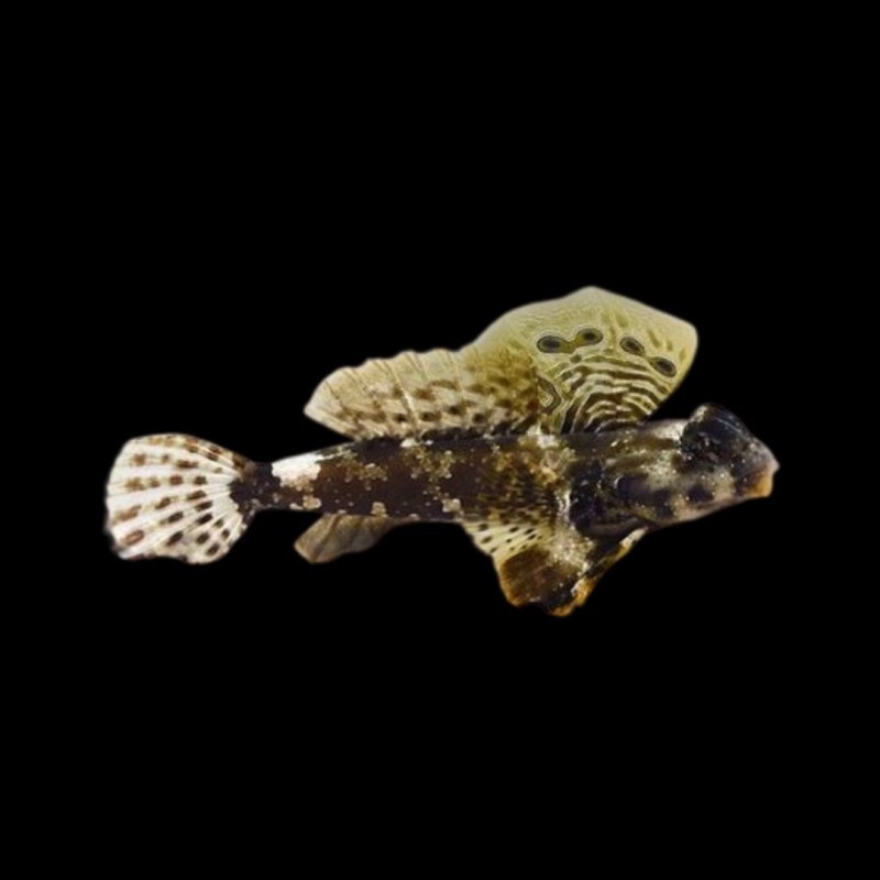Scooter Dragonet