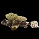 Scooter Dragonet