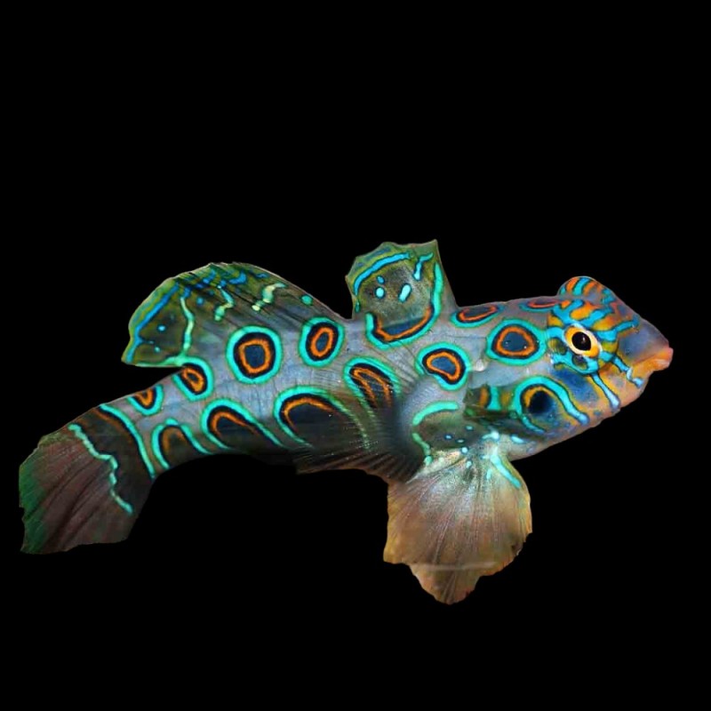 Spotted Mandarin