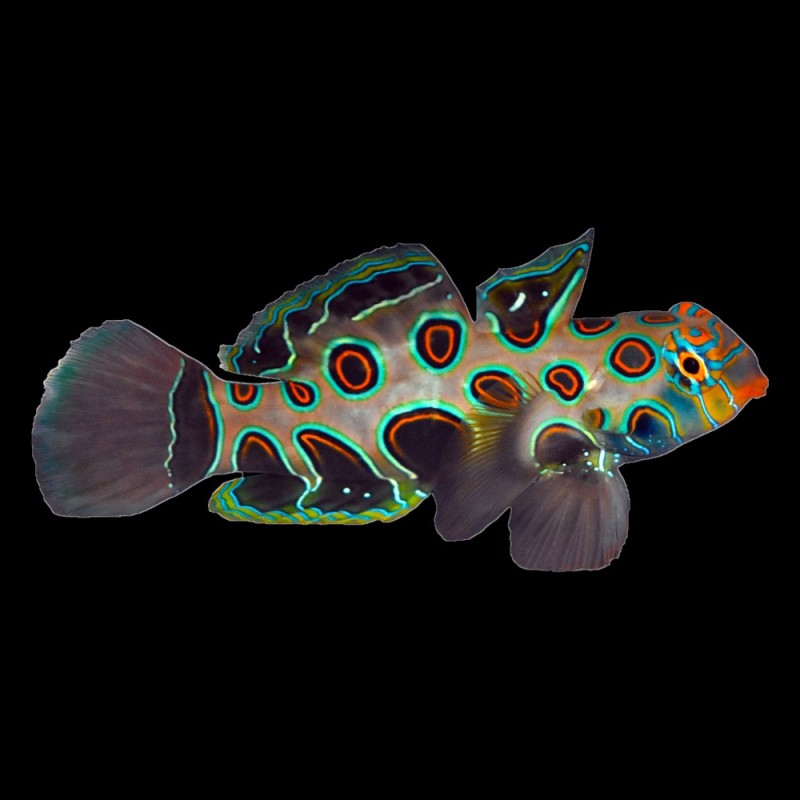 Spotted Mandarin