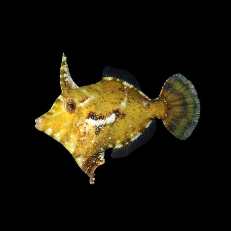 Matted Filefish