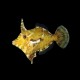 Matted Filefish