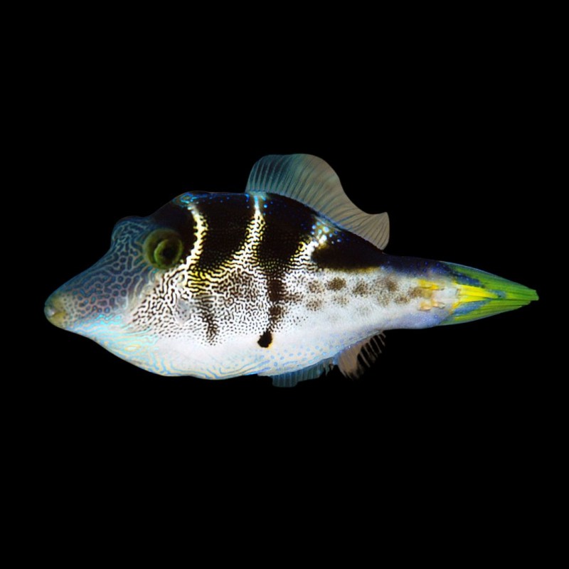Mimic Filefish
