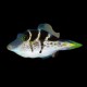 Mimic Filefish