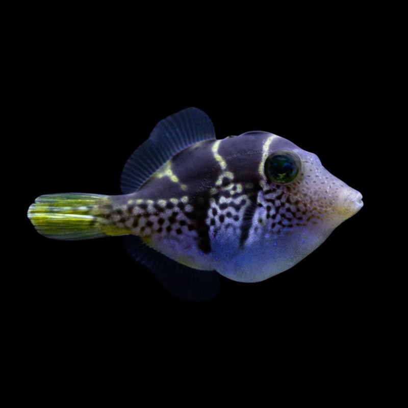 Mimic Filefish