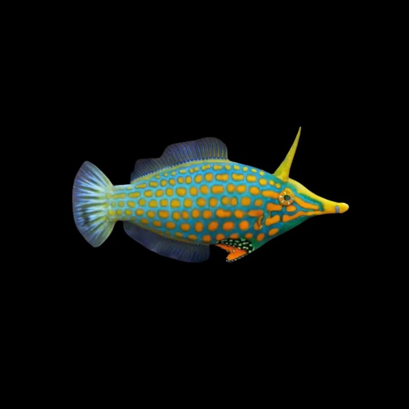 Orange Spooted Filefish
