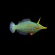 Orange Spooted Filefish
