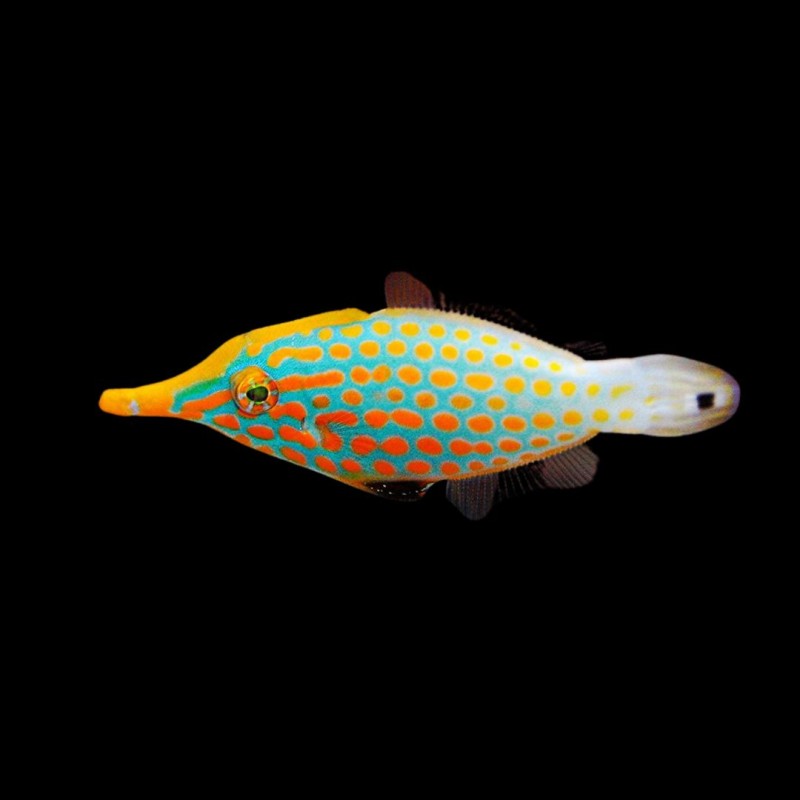 Orange Spooted Filefish