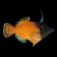 Red-Tailed Filefish