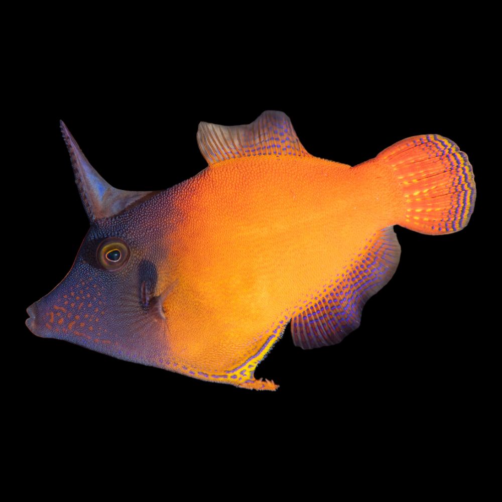 Red-Tailed Filefish