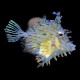 Tassled Filefish