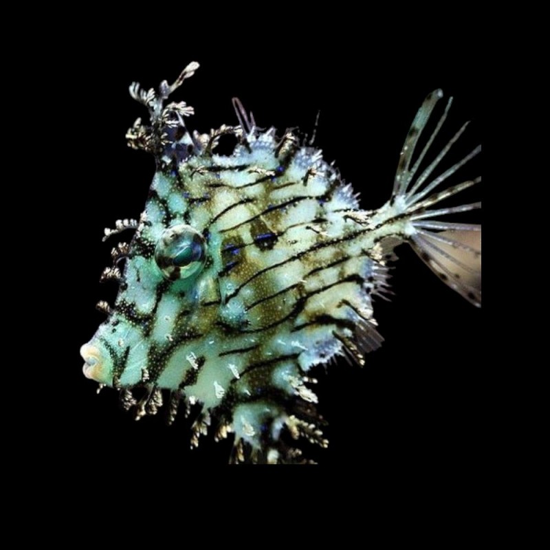 Tassled Filefish