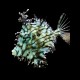 Tassled Filefish