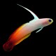 Firefish