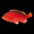 Hawkfish