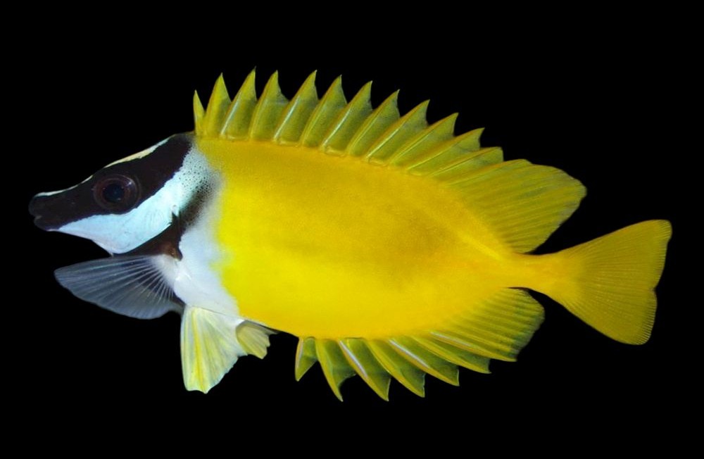 Get ready for the Weekend with our new Marine Livestock!