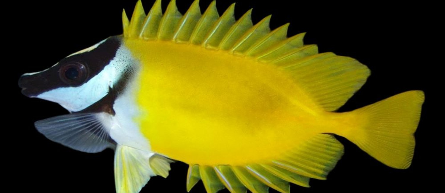 Get ready for the Weekend with our new Marine Livestock!