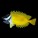 Foxface / Rabbit Fish