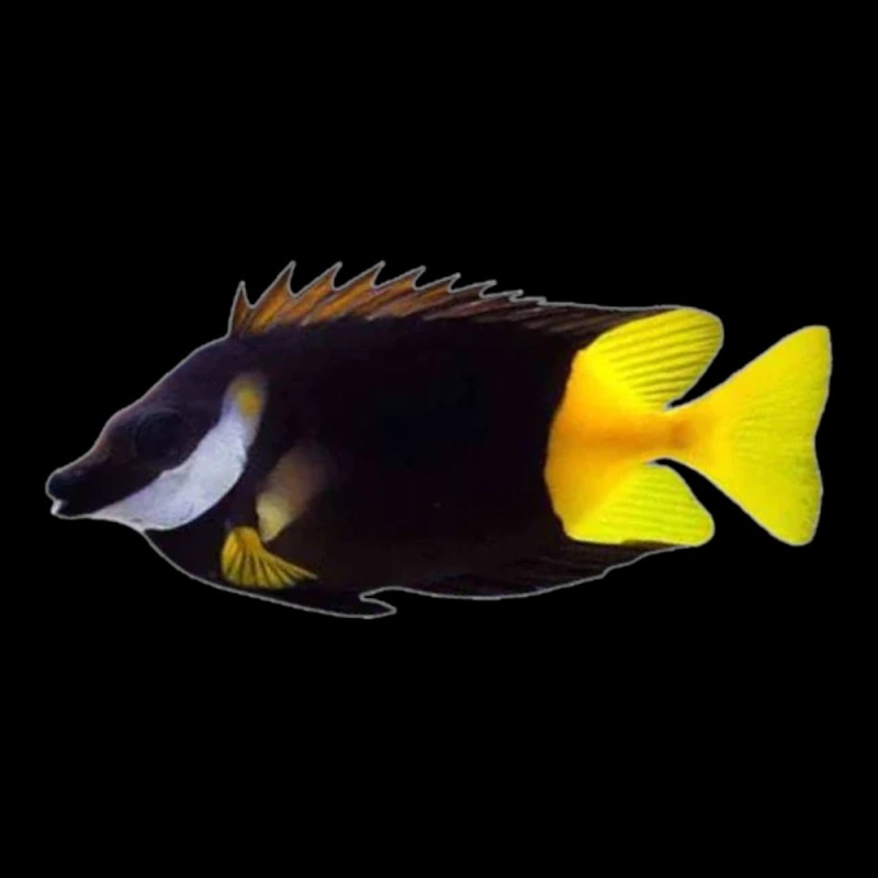 Fiji Foxface