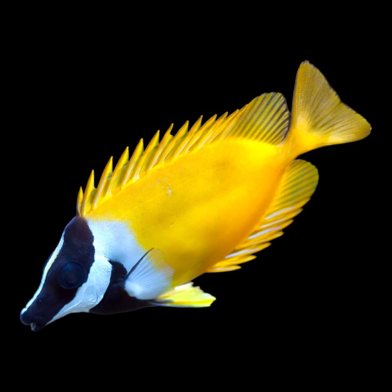 Foxface fish
