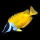 Foxface fish