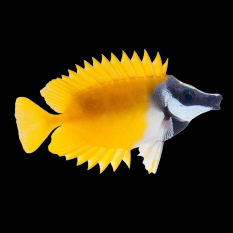 Foxface fish