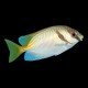 Two Barred Rabbitfish