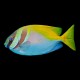 Two Barred Rabbitfish