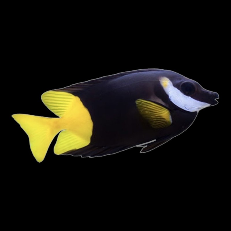 Fiji Foxface