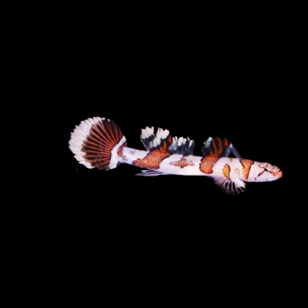 Amikami Goby
