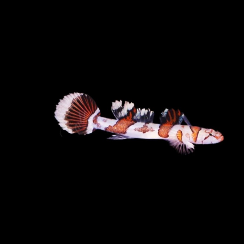 Amikami Goby