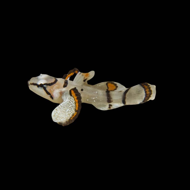 Amikami Goby