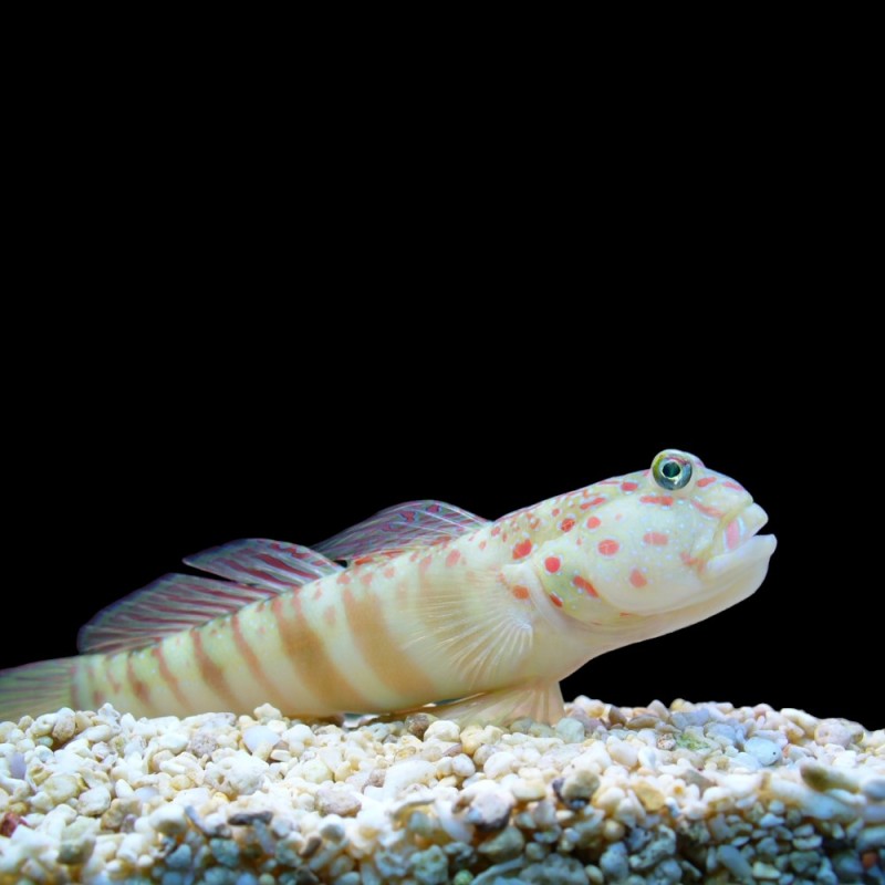 Pink Spotted Goby