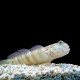 Pink Spotted Goby