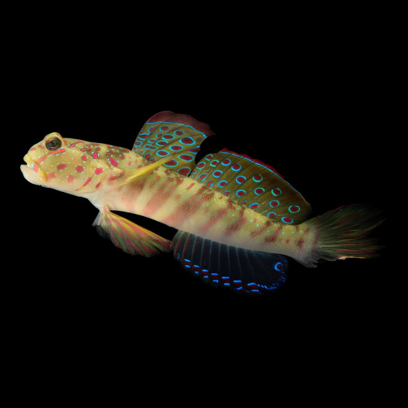 Pink Spotted Goby