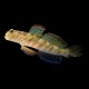 Pink Spotted Goby