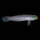 Blue Cheek Goby