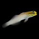 Blue Cheek Goby