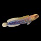 Bluespot Jawfish