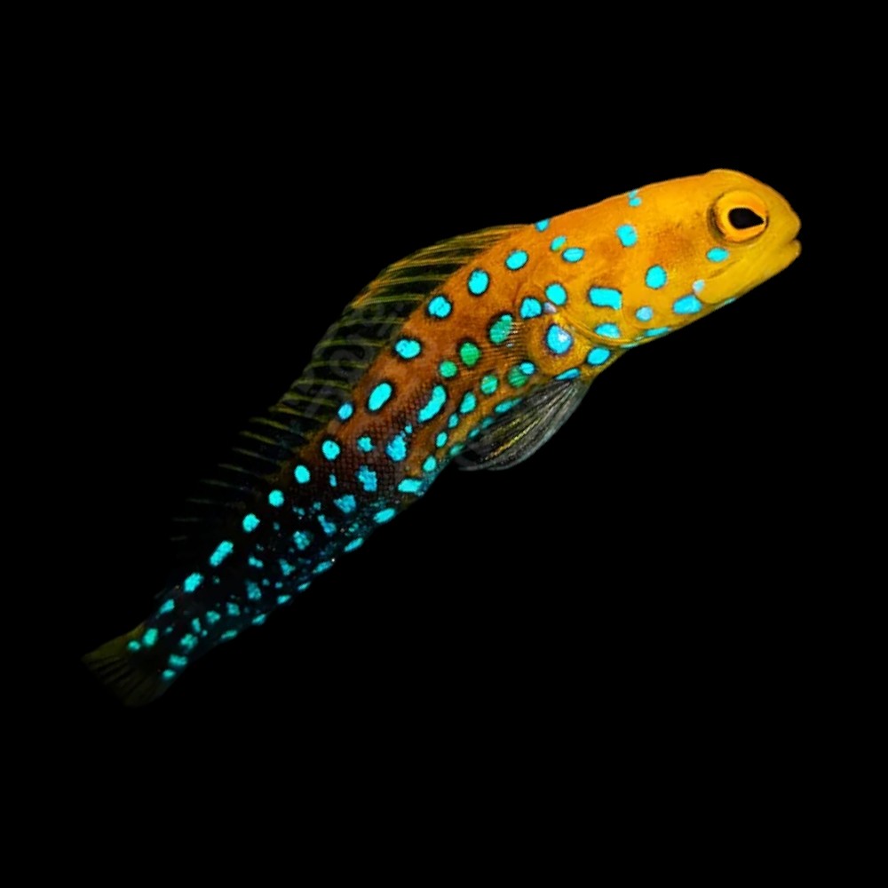 Bluespot Jawfish