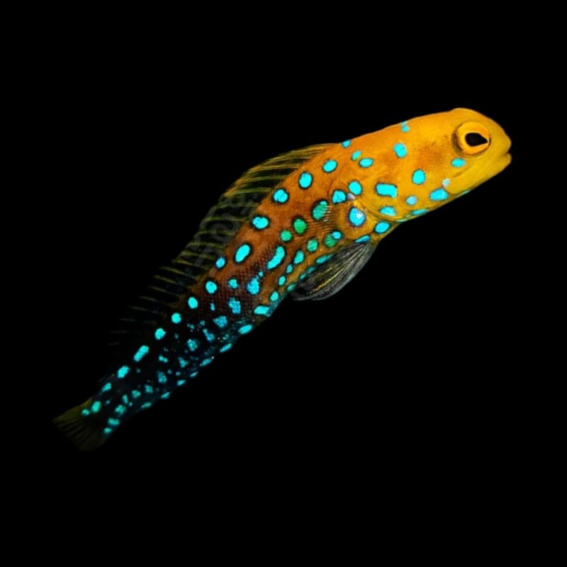 Bluespot Jawfish