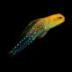 Bluespot Jawfish