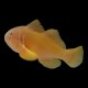Saffron Goby